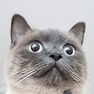 Bellcat