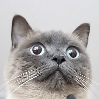 Bellcat