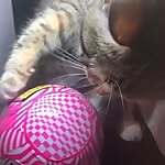 Lets Open Stuff