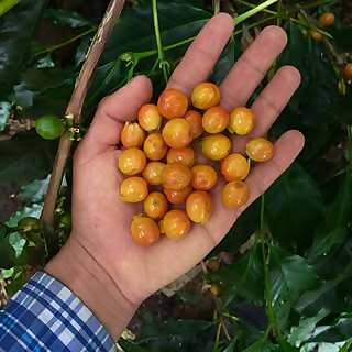 Junior Zanabria