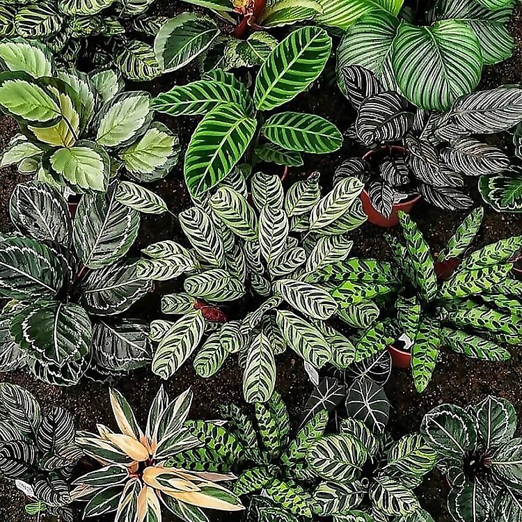 Houseplantplants