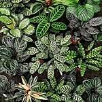 Houseplantplants
