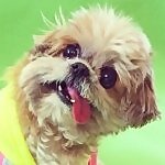 Marnie The Dog