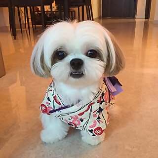 Ching Ching Cai