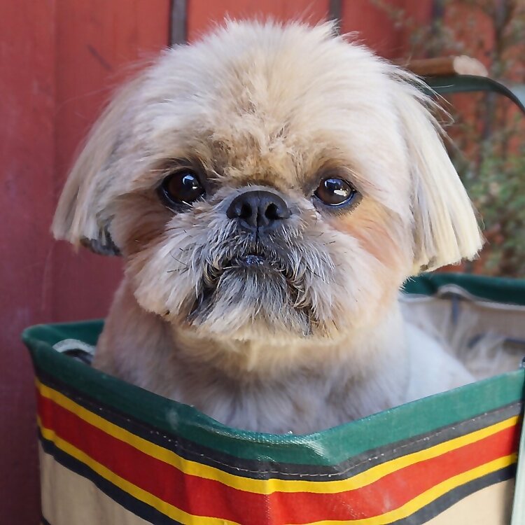 Dougie the Shih Tzu