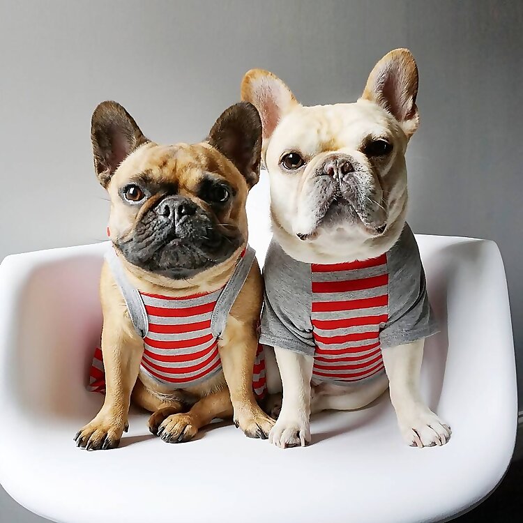 Elvis & Coco Bean
