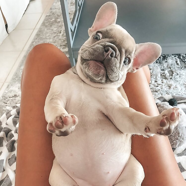 Lulu