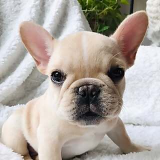 Marbell