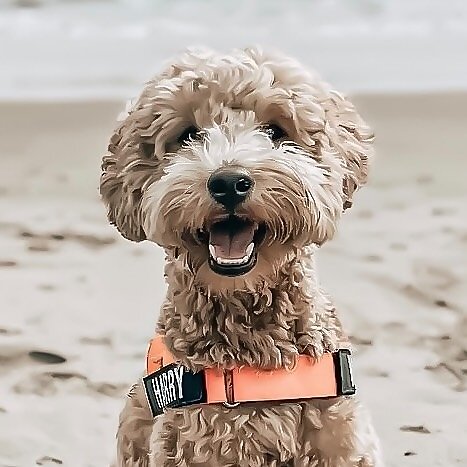 Harry Pupper 