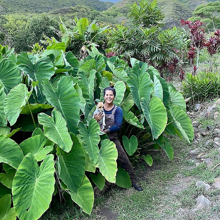 Mikiʻala Makanamaikalani Puaʻa-Freitas