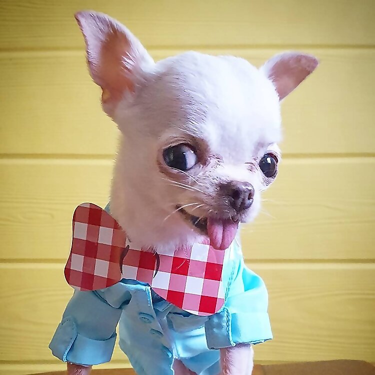 Chowder