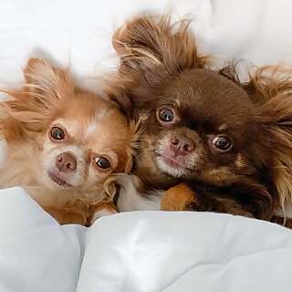 Venus Afrodite & Marte Dionisio