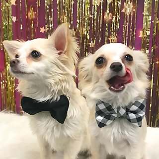 Huey & Duey