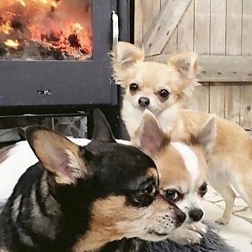 Chihuahuarama