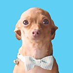 Walter The Chi
