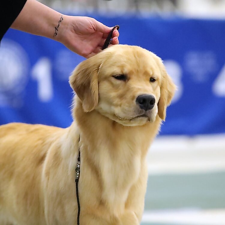 Waterfront Golden Retrievers