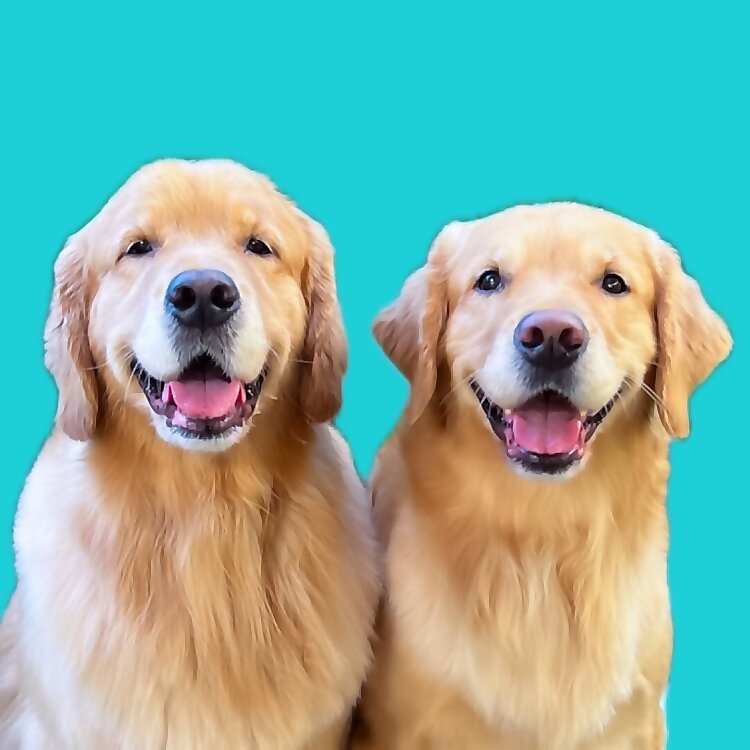 Molson & Maple & Mater