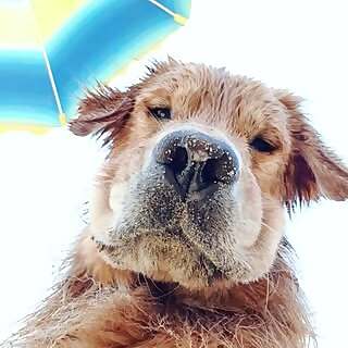 Google Golden Dorado