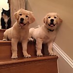 Champ & Charlie Goldens