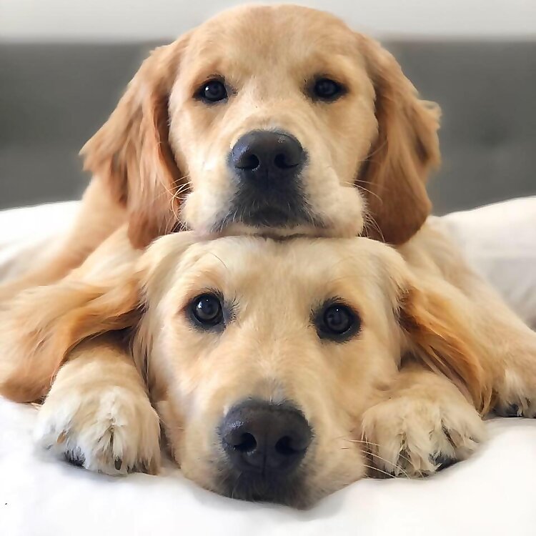 Kylo & Vader the Retrievers