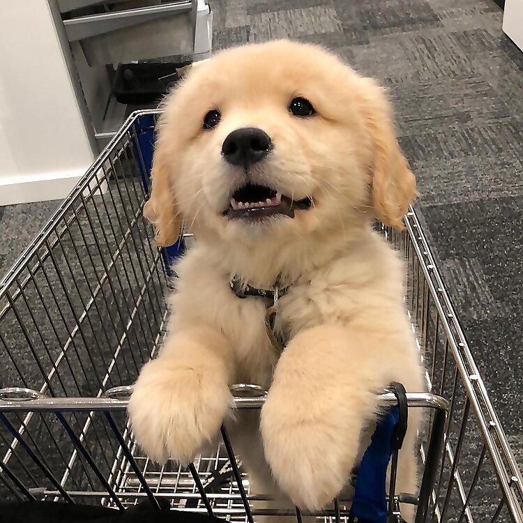 Maui The Golden Pup