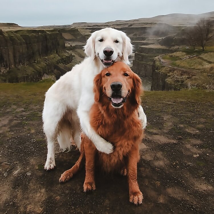 Watson & Kiko