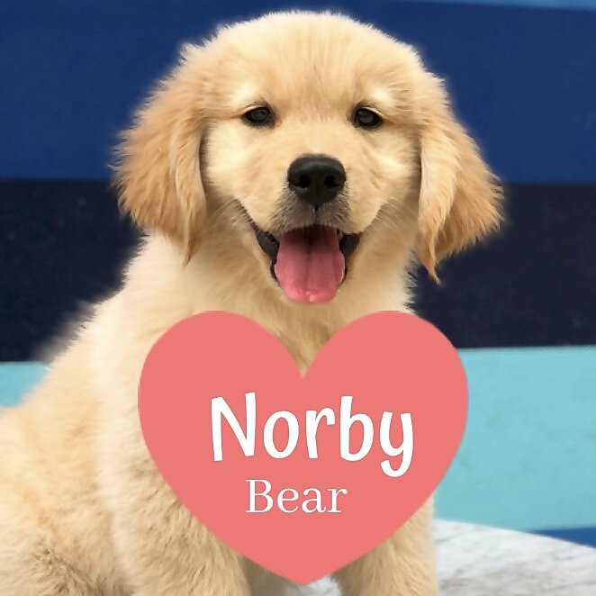 Norby Bear