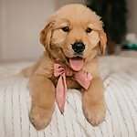 Potato the Pup