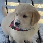 Lewis The Golden