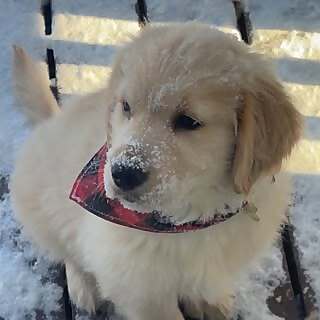 Lewis The Golden
