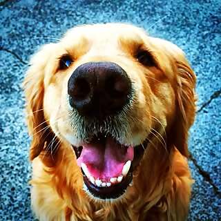 Dash Dog