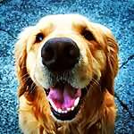 Dash Dog