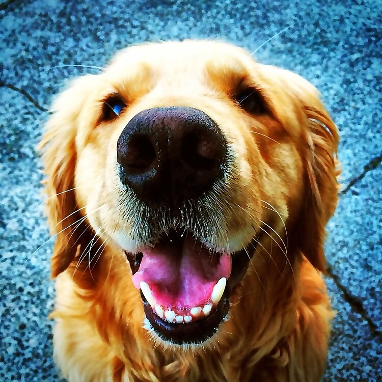 Dash Dog