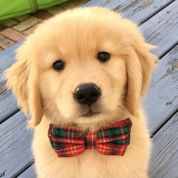 Captain The Golden