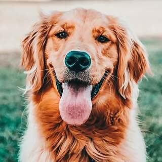 Moby The Goldy