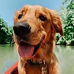 Sammy the Golden