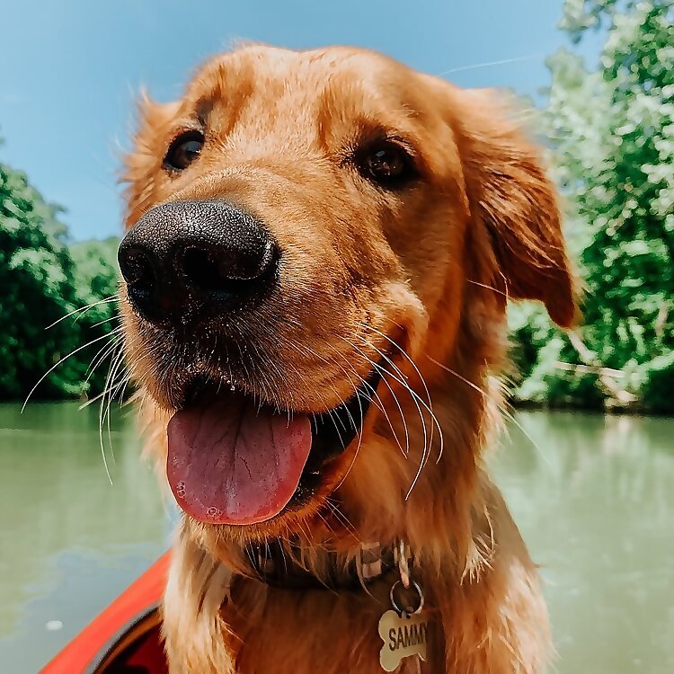 Sammy the Golden