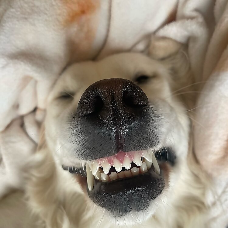 Gold In The Rockies Crew