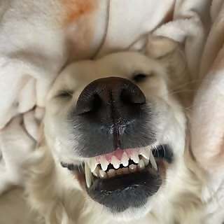 Gold In The Rockies Crew