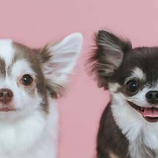 Palpy & Tira