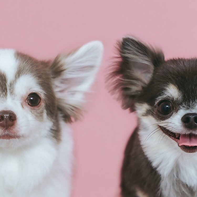 Palpy & Tira