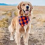Sawyer  