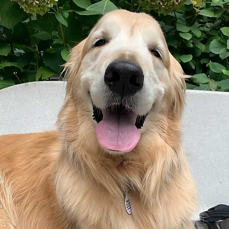 Harley