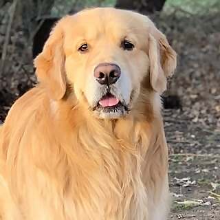 Garth the Golden