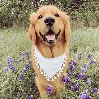 Harvey