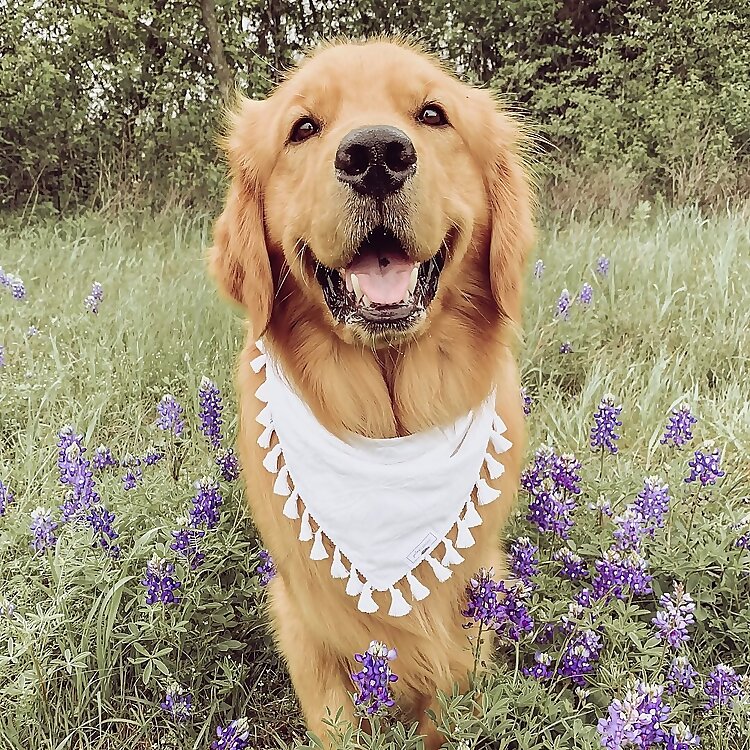 Harvey