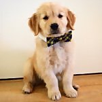 Louie