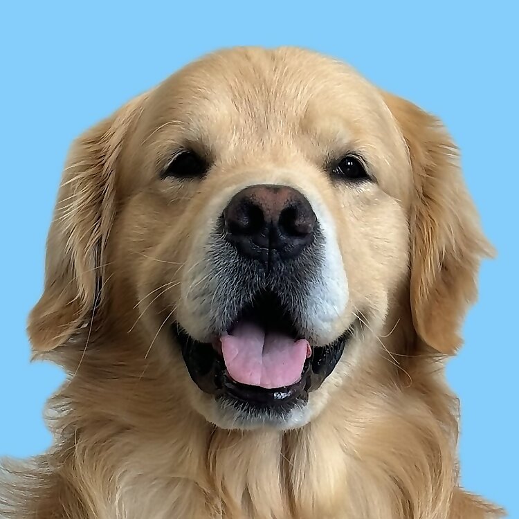 Drake The Pupstar