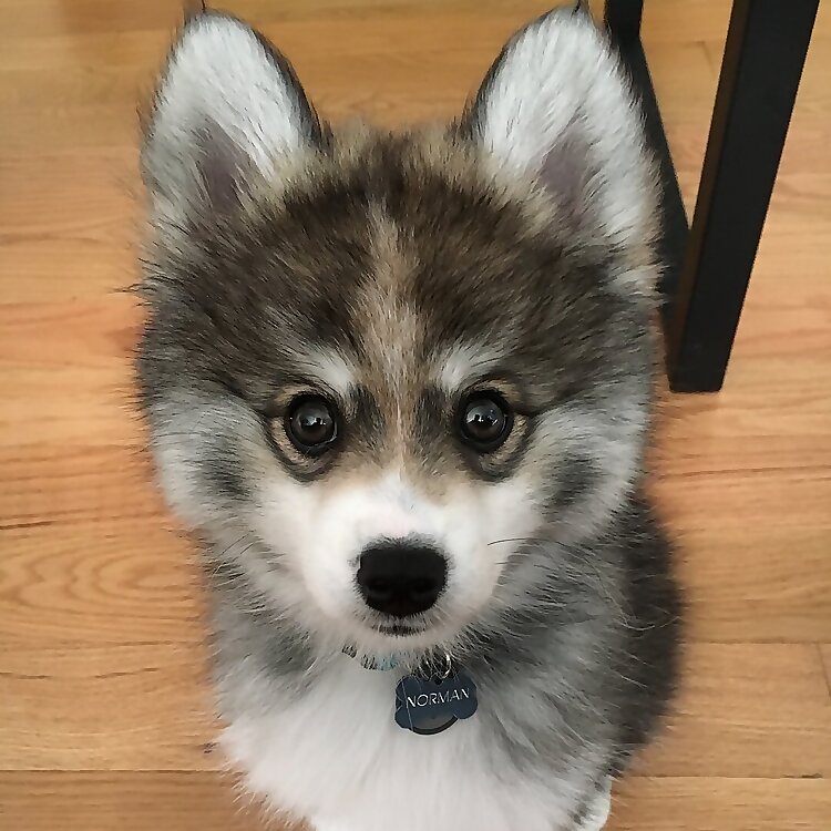 Norman