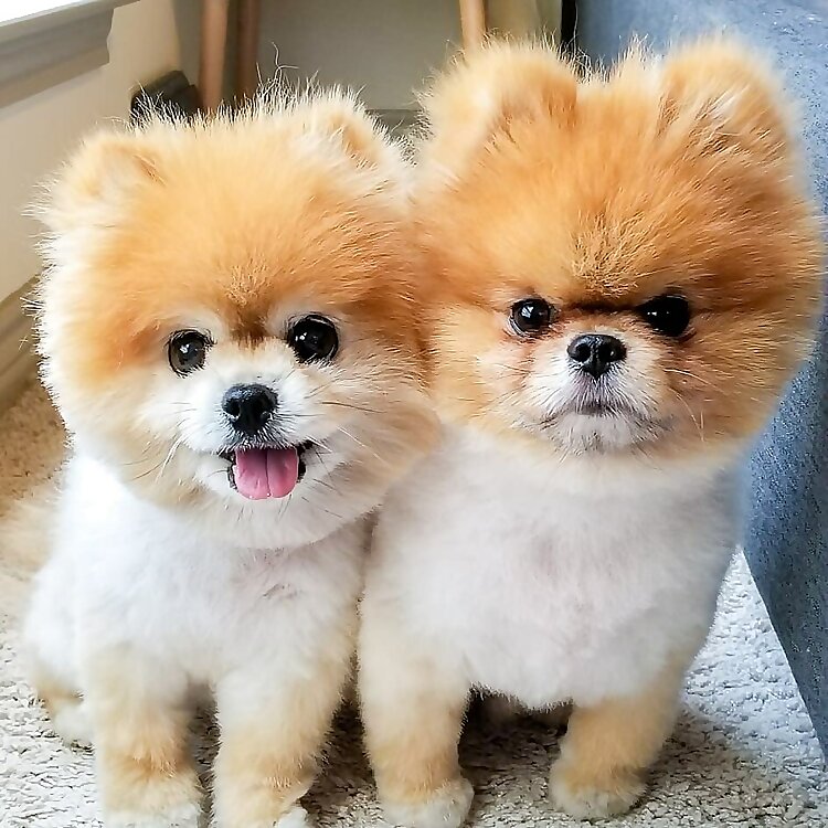 Two Toy Pomeranians